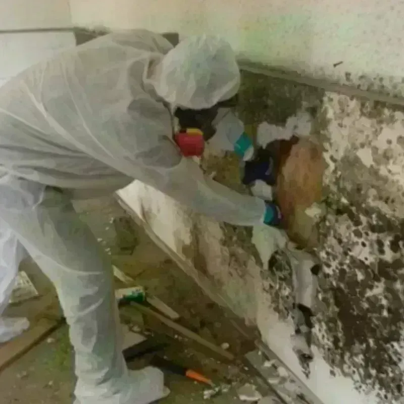 Mold Remediation and Removal in Tionesta, PA